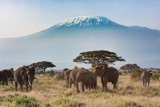 2-Day Amboseli Safari 
